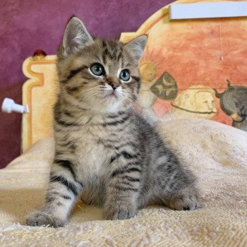 chaton British Shorthair Itachi Chatterie Nekobaa