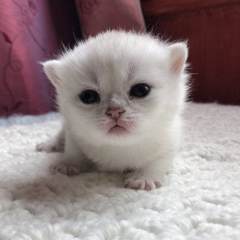 Kitten British Shorthair Itoe Chatterie Nekobaa