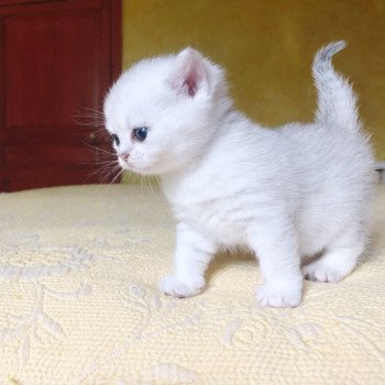 Kitten British Shorthair Itoe Chatterie Nekobaa