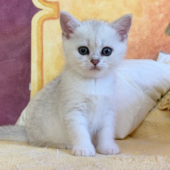 Chaton British Shorthair Itoe Chatterie Nekobaa