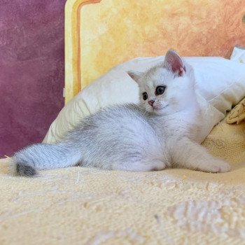 Chaton British Shorthair Itoe Chatterie Nekobaa