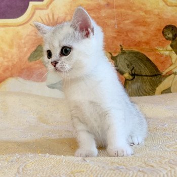 chaton British Shorthair Itoe Chatterie Nekobaa