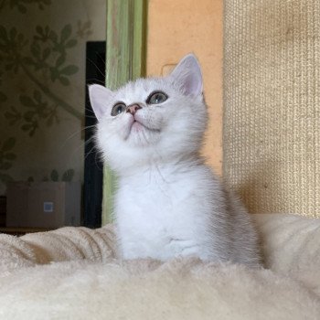 chaton British Shorthair Itoe Chatterie Nekobaa