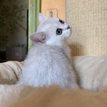 chaton British Shorthair Itoe Chatterie Nekobaa