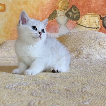 chaton British Shorthair Itoe Chatterie Nekobaa