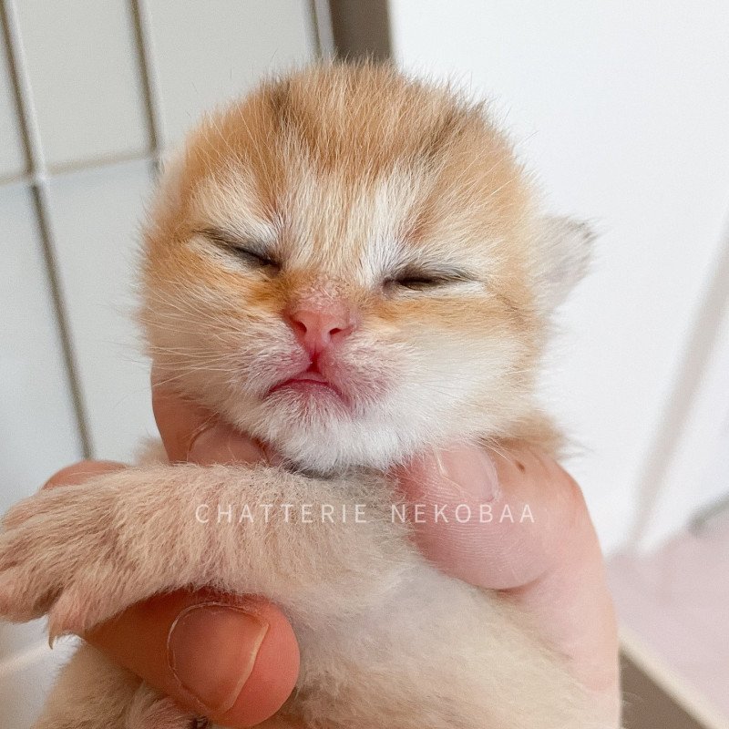 Iwami Femelle British Shorthair Iwami Femelle British Shorthair
