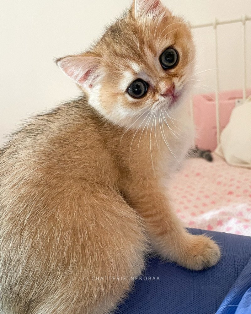 Tendre Iwami Femelle British Shorthair