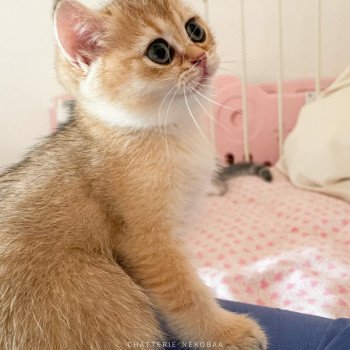 chaton British Shorthair black golden shaded Tendre Iwami Chatterie Nekobaa