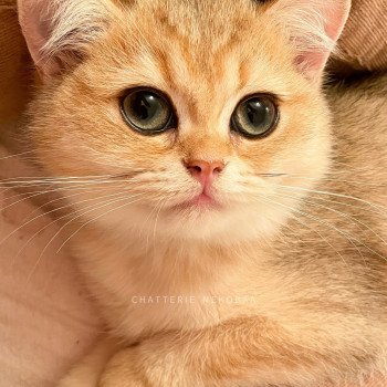 chaton British Shorthair black golden shaded Tendre Iwami Chatterie Nekobaa