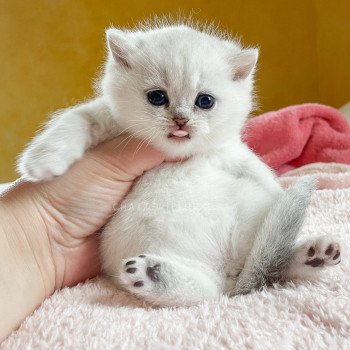 chaton British Shorthair black silver tabby Kaora Chatterie Nekobaa