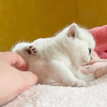 chaton British Shorthair black silver tabby Kaora Chatterie Nekobaa