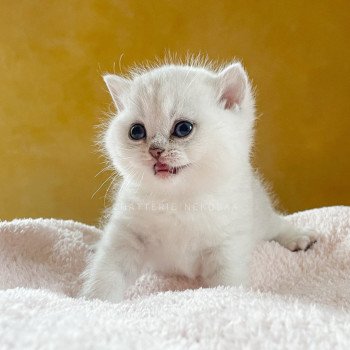 chaton British Shorthair black silver tabby Kaora Chatterie Nekobaa