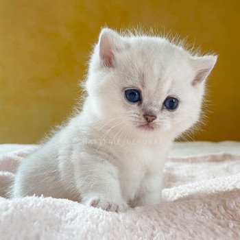 chaton British Shorthair black silver tabby Kaora Chatterie Nekobaa