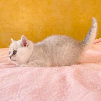 chaton British Shorthair black silver tabby Kaora Chatterie Nekobaa