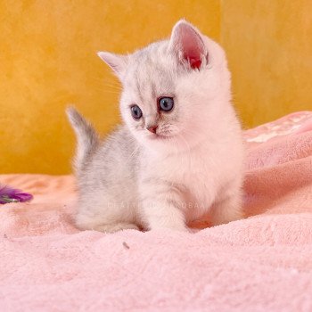 chaton British Shorthair black silver tabby Kaora Chatterie Nekobaa