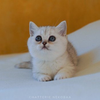 chaton British Shorthair black silver tabby Kaora Chatterie Nekobaa