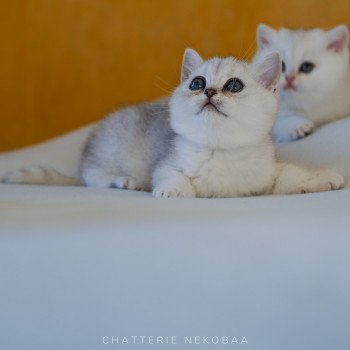 chaton British Shorthair black silver tabby Kaora Chatterie Nekobaa