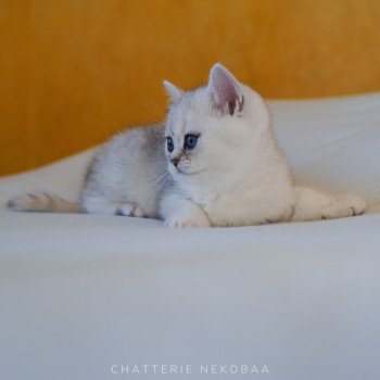 chaton British Shorthair black silver tabby Kaora Chatterie Nekobaa