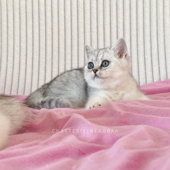 chaton British Shorthair black silver shaded Kaora Chatterie Nekobaa