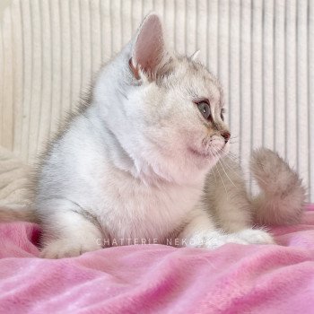 chaton British Shorthair black silver shaded Kaora Chatterie Nekobaa