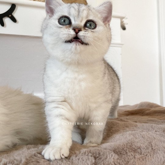 T'Kaora Femelle British Shorthair