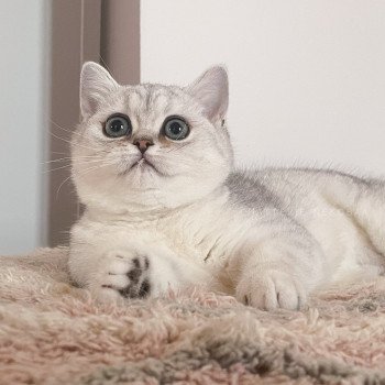 chaton British Shorthair black silver shaded T'Kaora Chatterie Nekobaa