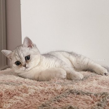 chaton British Shorthair black silver shaded T'Kaora Chatterie Nekobaa