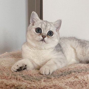 chaton British Shorthair black silver shaded T'Kaora Chatterie Nekobaa