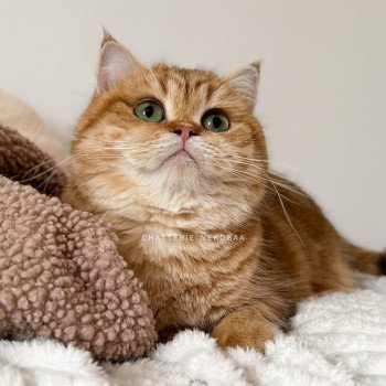 chat British Shorthair chocolate golden blotched tabby Karameru Chatterie Nekobaa chat British Shorthair chocolate golden blotched tabby Karameru Chatterie Nekobaa