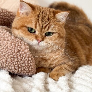 chat British Shorthair chocolate golden blotched tabby Karameru Chatterie Nekobaa chat British Shorthair chocolate golden blotched tabby Karameru Chatterie Nekobaa
