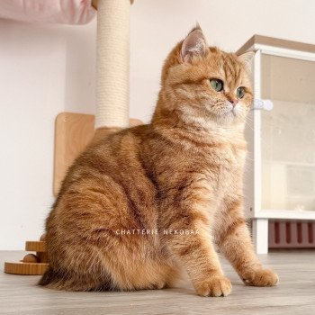 chat British Shorthair chocolate golden blotched tabby Karameru Chatterie Nekobaa chat British Shorthair chocolate golden blotched tabby Karameru Chatterie Nekobaa