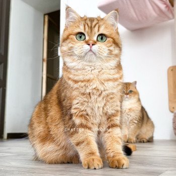 chat British Shorthair chocolate golden blotched tabby Karameru Chatterie Nekobaa chat British Shorthair chocolate golden blotched tabby Karameru Chatterie Nekobaa