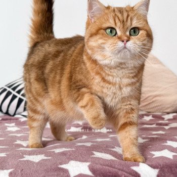 chat British Shorthair chocolate golden blotched tabby Karameru Chatterie Nekobaa chat British Shorthair chocolate golden blotched tabby Karameru Chatterie Nekobaa