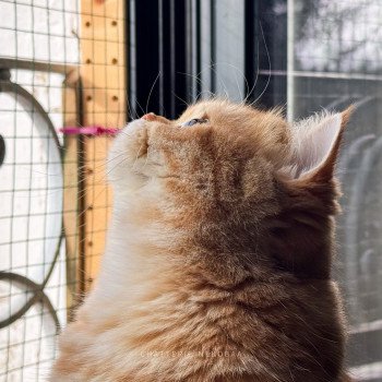 chat British Shorthair chocolate golden blotched tabby Karameru Chatterie Nekobaa chat British Shorthair chocolate golden blotched tabby Karameru Chatterie Nekobaa