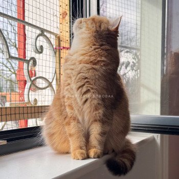 chat British Shorthair chocolate golden blotched tabby Karameru Chatterie Nekobaa chat British Shorthair chocolate golden blotched tabby Karameru Chatterie Nekobaa