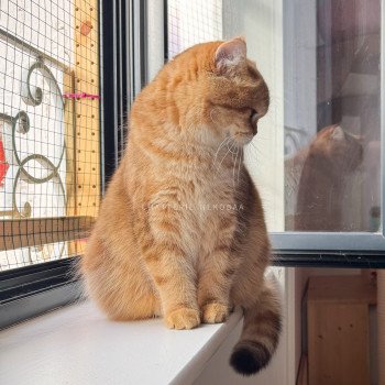 chat British Shorthair chocolate golden blotched tabby Karameru Chatterie Nekobaa chat British Shorthair chocolate golden blotched tabby Karameru Chatterie Nekobaa