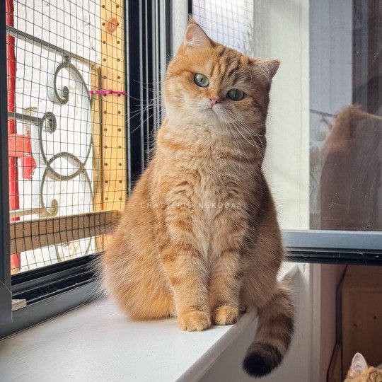 Karameru Femelle British Shorthair