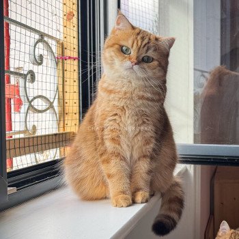 chat British Shorthair chocolate golden blotched tabby Karameru Chatterie Nekobaa chat British Shorthair chocolate golden blotched tabby Karameru Chatterie Nekobaa