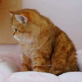 chat British Shorthair chocolate golden blotched tabby Karameru Chatterie Nekobaa chat British Shorthair chocolate golden blotched tabby Karameru Chatterie Nekobaa