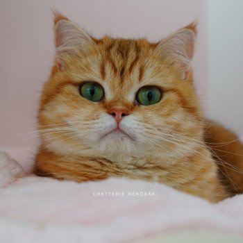 chat British Shorthair chocolate golden blotched tabby Karameru Chatterie Nekobaa chat British Shorthair chocolate golden blotched tabby Karameru Chatterie Nekobaa