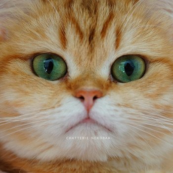 chat British Shorthair chocolate golden blotched tabby Karameru Chatterie Nekobaa chat British Shorthair chocolate golden blotched tabby Karameru Chatterie Nekobaa