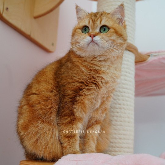 Karameru Femelle British Shorthair