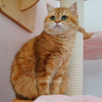 Karameru Femelle British Shorthair