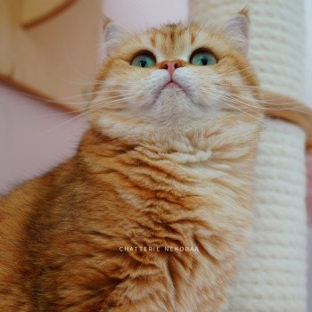 chat British Shorthair chocolate golden blotched tabby Karameru Chatterie Nekobaa chat British Shorthair chocolate golden blotched tabby Karameru Chatterie Nekobaa