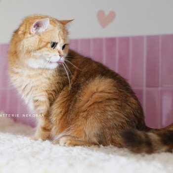 chat British Shorthair chocolate golden blotched tabby Karameru Chatterie Nekobaa chat British Shorthair chocolate golden blotched tabby Karameru Chatterie Nekobaa