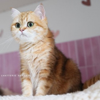 chat British Shorthair chocolate golden blotched tabby Karameru Chatterie Nekobaa chat British Shorthair chocolate golden blotched tabby Karameru Chatterie Nekobaa