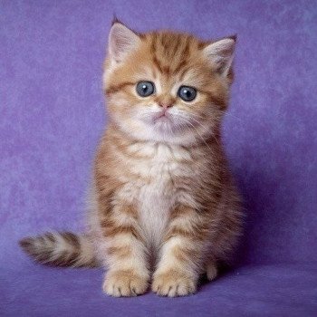 chat British Shorthair chocolate golden blotched tabby Karameru Chatterie Nekobaa