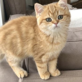 chat British Shorthair chocolate golden blotched tabby Karameru Chatterie Nekobaa chat British Shorthair chocolate golden blotched tabby Karameru Chatterie Nekobaa