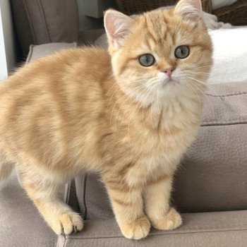 chat British Shorthair chocolate golden blotched tabby Karameru Chatterie Nekobaa