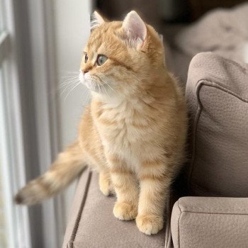 chat British Shorthair chocolate golden blotched tabby Karameru Chatterie Nekobaa chat British Shorthair chocolate golden blotched tabby Karameru Chatterie Nekobaa
